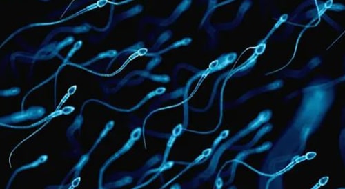 Sperm Sayısı Düşüklüğü Tedavisi