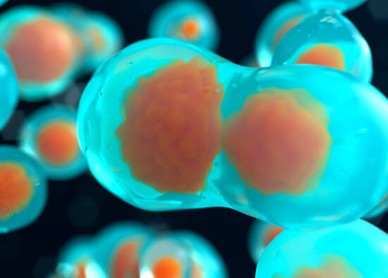 Blastosist Nedir? Blastosist Transferi Nedir? - Novafertil