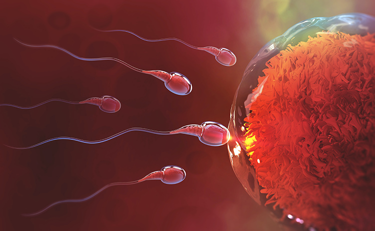 Sperm Hücreleri Nasıl Ölür? - Novafertil