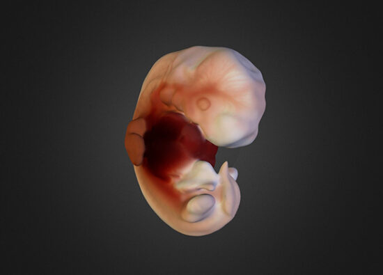 Embriyo Tıraşlama Nedir? Neden Yapılır? - Nova Fertil