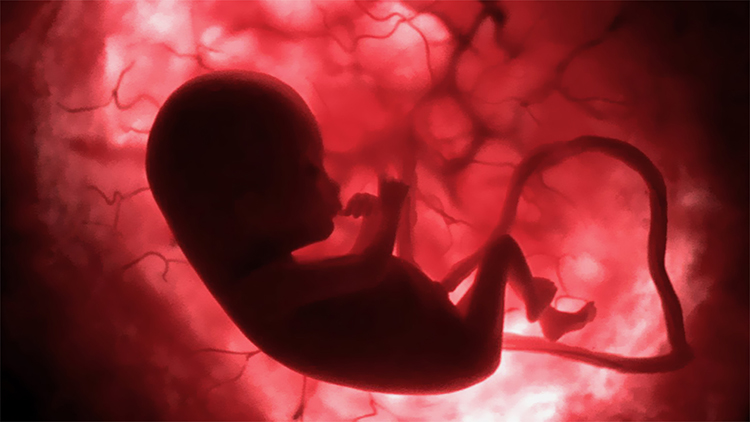 Kansızlık Embriyo Gelişimini Etkiler Mi? - Novafertil