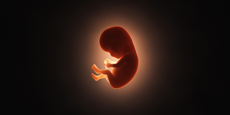 Embriyo Gelişim Sırasında Nelerden Etkilenir? - Nova Fertil