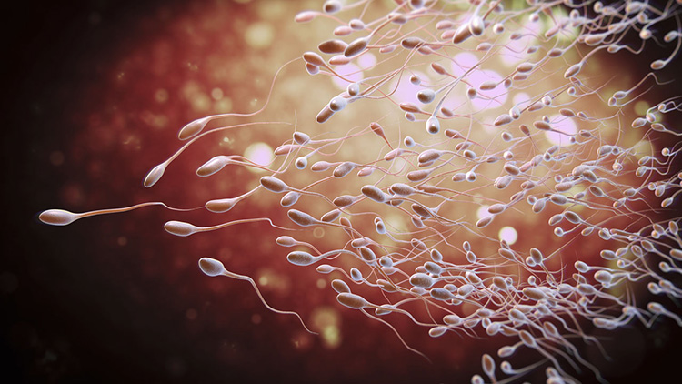 Sperm Sayısı Kaç Olursa Kısırlık Olur? - Novafertil