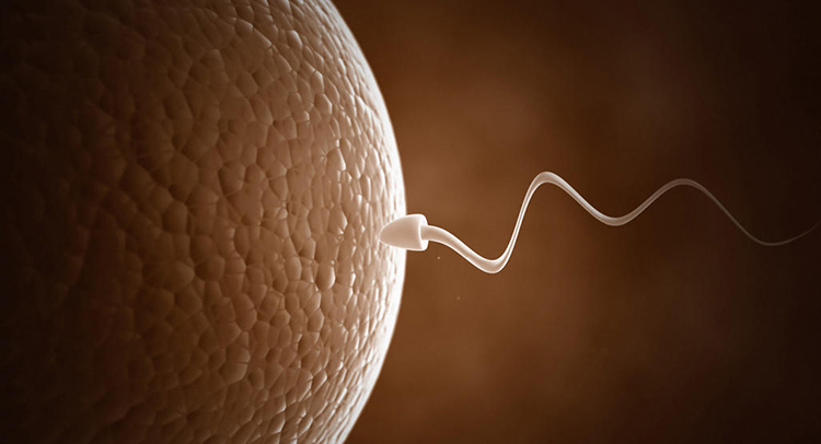Sperm Nasıl Döllenme Yeteneği Kazanır? - Novafertil