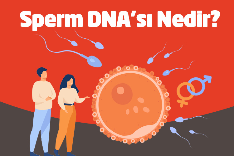 Sperm DNA’sı Nedir? - Novafertil