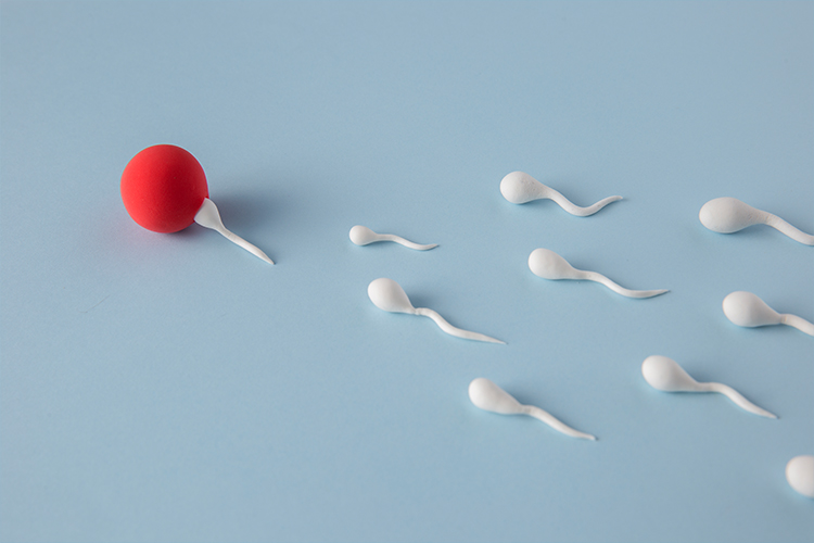 Sperm Testi Sonucu Sorgulama - Novafertil